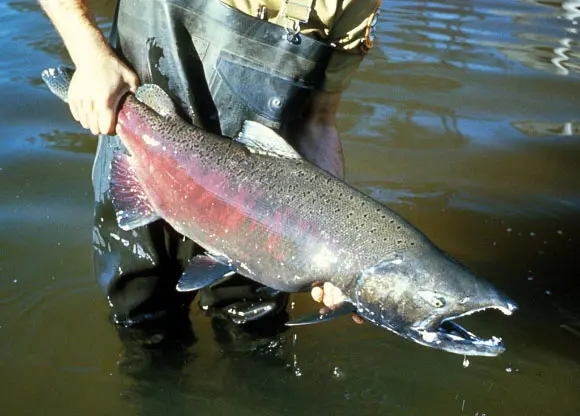 Ancient Relatives of Salmon and Pike Lived in Alaska’s Fresh Waters 73 Million Years Ago