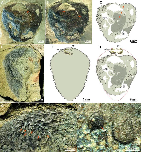 Paleontologists Solve Mystery of Spine-Covered Cambrian Fossil