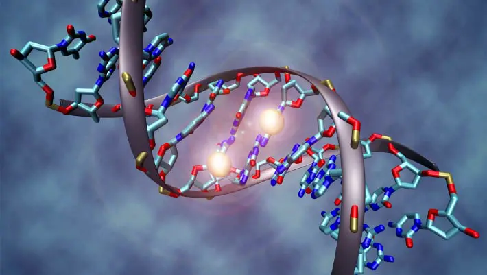 Long-Distance Gene Control Appeared Over 650 Million Years Ago, Study Suggests