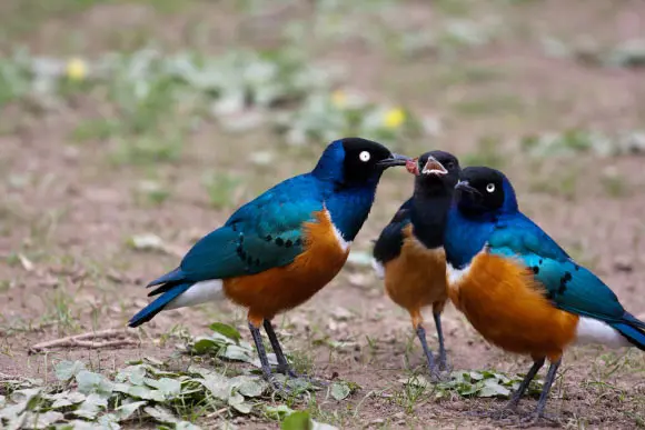 African Superb Starlings Can Form Friendship-Like Bonds, Study Shows