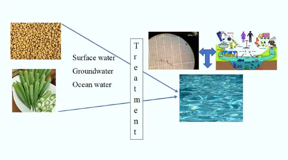 Fenugreek and Okra Extracts Remove Up To 90% of Microplastics from Water Sources, Study Shows