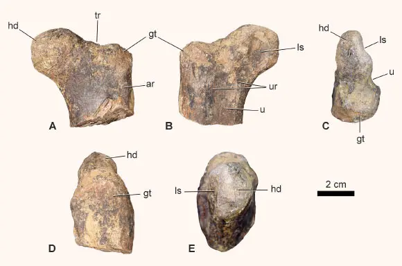 Fossil of Middle Jurassic Cerapodan Dinosaur Found in Morocco