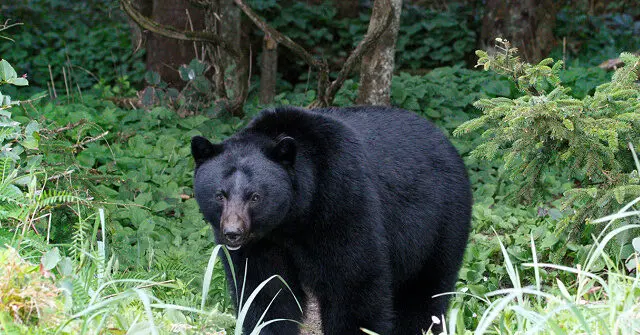Officials: Elderly Man and His Dog Killed in Florida’s First Deadly Black Bear Attack