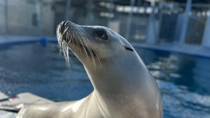 15-Year-Old Trained Sea Lion from California Better at Keeping Beat than Some Humans