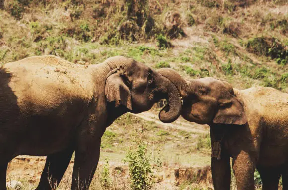 Asian Elephants Have Larger Brains than Their Relatives from Africa, New Research Shows