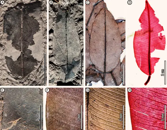 Paleontologists Find First Known Fossils of Living Tropical Tree Species