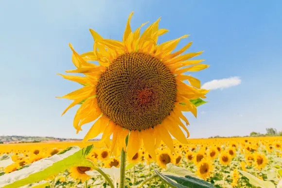 Daylight Boosts Immune System’s Ability to Fight Infections: Study