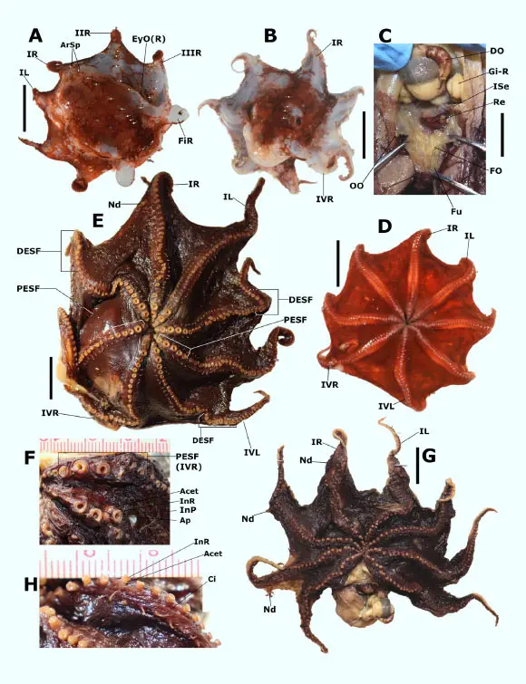 New Species of Deep-Sea Flapjack Octopus Discovered Off Coast of Australia