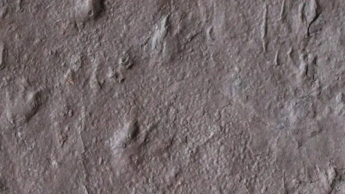 Fossil Tracks Found in Australia Push Back Origin of Reptiles by 35 Million Years