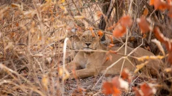Inside the race to save West Africa’s endangered lions