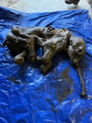 Gold Miners In The Yukon Find Mummified Baby Woolly Mammoth