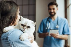 New Report Raises Question: Can You Get COVID From Your Cat?