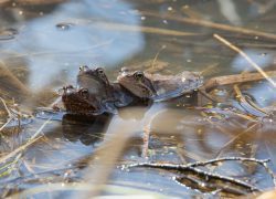 Ancient Swamp Was Once A ‘Sex Death Trap’ For Frogs