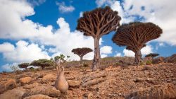 Why Socotra Is Known as the ‘Galapagos of the Indian Ocean’