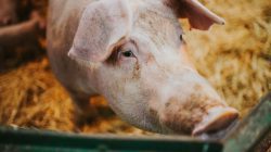 Scientists revived the cells of pigs an hour after death, a potential organ transplant breakthrough