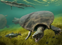 The 5 Biggest, Ancient Turtles That Ever Lived Were Among the Dinosaurs