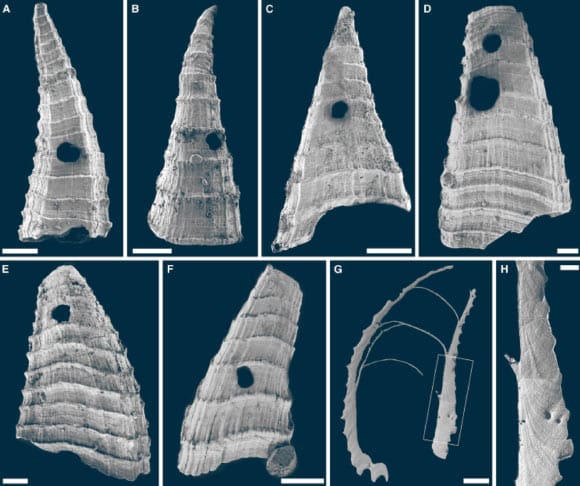 Punctured Shells Illuminate Unique Predator-Prey Interactions in Cambrian Oceans