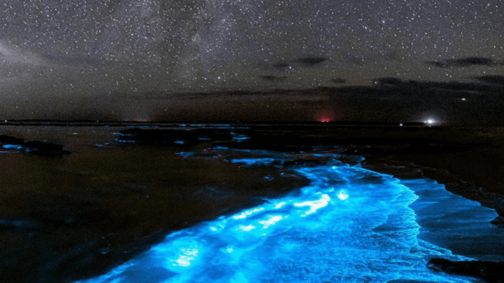 Tasmania’s glowing coastline: How to spot bioluminescent magic before it disappears