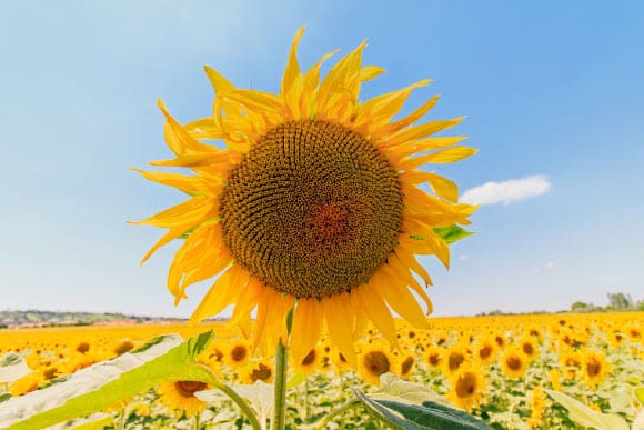 Daylight Boosts Immune System’s Ability to Fight Infections: Study