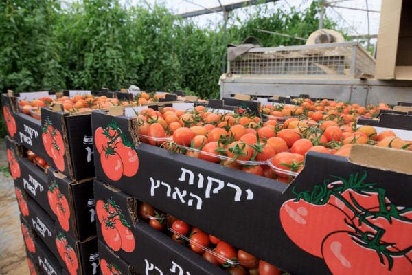 Israeli researchers develop tastier tomatoes utilizing new innovative method