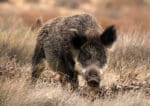 Pigs Were Domesticated from Wild Boars in South China over 8,000 Years Ago, Study Suggests