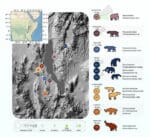 paleontologists-find-ancient-proteins-in-18-million-year-old-mammal-tooth-enamel.jpg Paleontologists Find Ancient Proteins in 18-Million-Year-Old Mammal Tooth Enamel