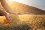 Unsustainable soy may soon arrive in Europe