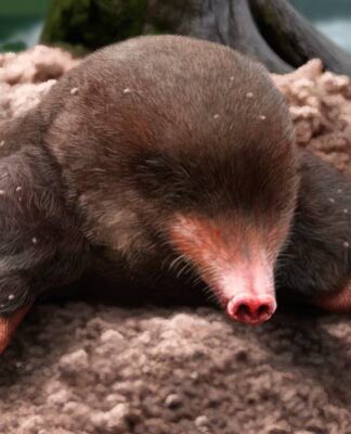3-25-million-year-old-fossil-identified-as-new-mole-species.jpg 3.25-Million-Year-Old Fossil Identified as New Mole Species
