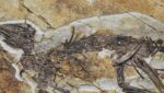 New Neornithischian Dinosaur Unearthed in China