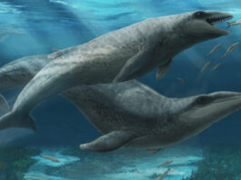 Bizarre Mammalodontid Whales Inhabited Australian Waters 25 Million Years Ago