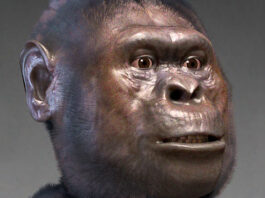 Early Homo and Australopithecus Co-Existed in Ethiopia before 2.5 Million Years Ago