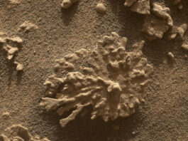 Curiosity Finds Coral-Shaped Rocks on Mars