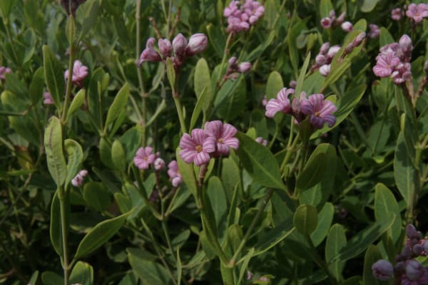 Rare flower blooms in Jerusalem Botanical Gardens due to conservation efforts